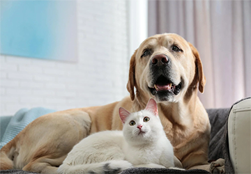 Top 10 Pet Insurance Providers for Ensuring Your Pet’s Health